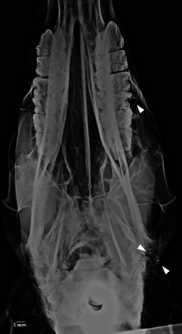 Figure 13