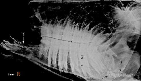 Figure 15