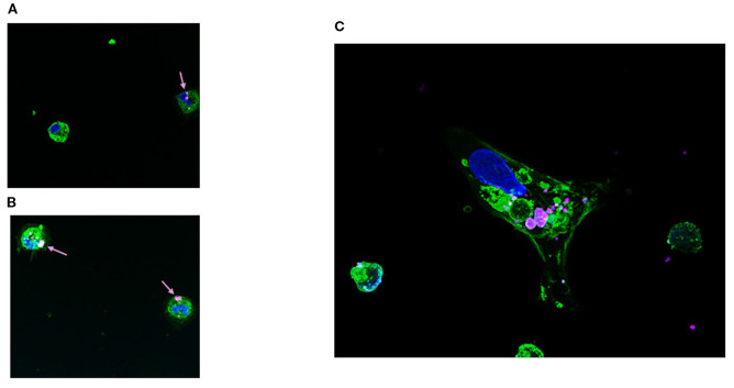Figure 5