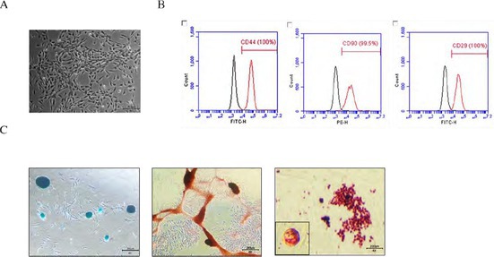Figure 24