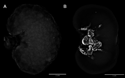 Figure 41