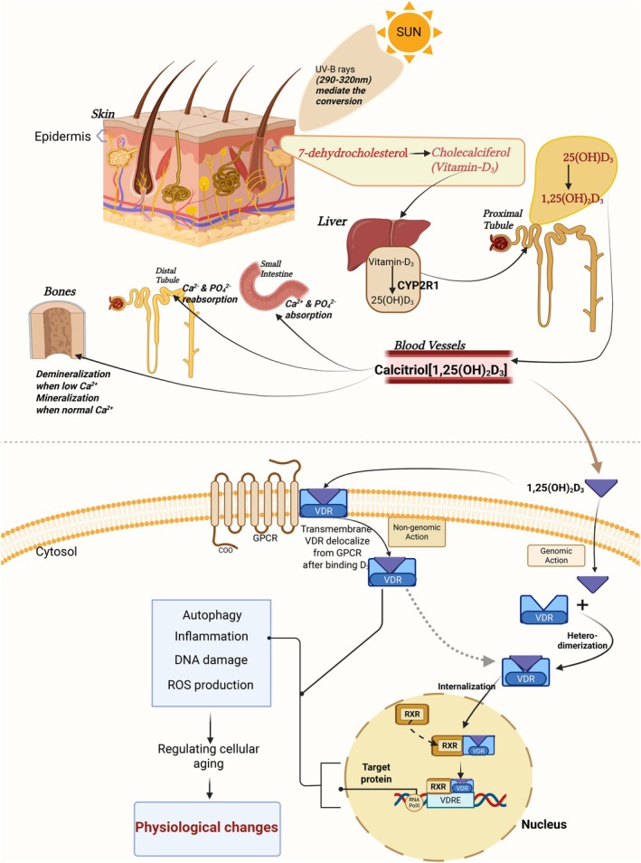 FIGURE 1