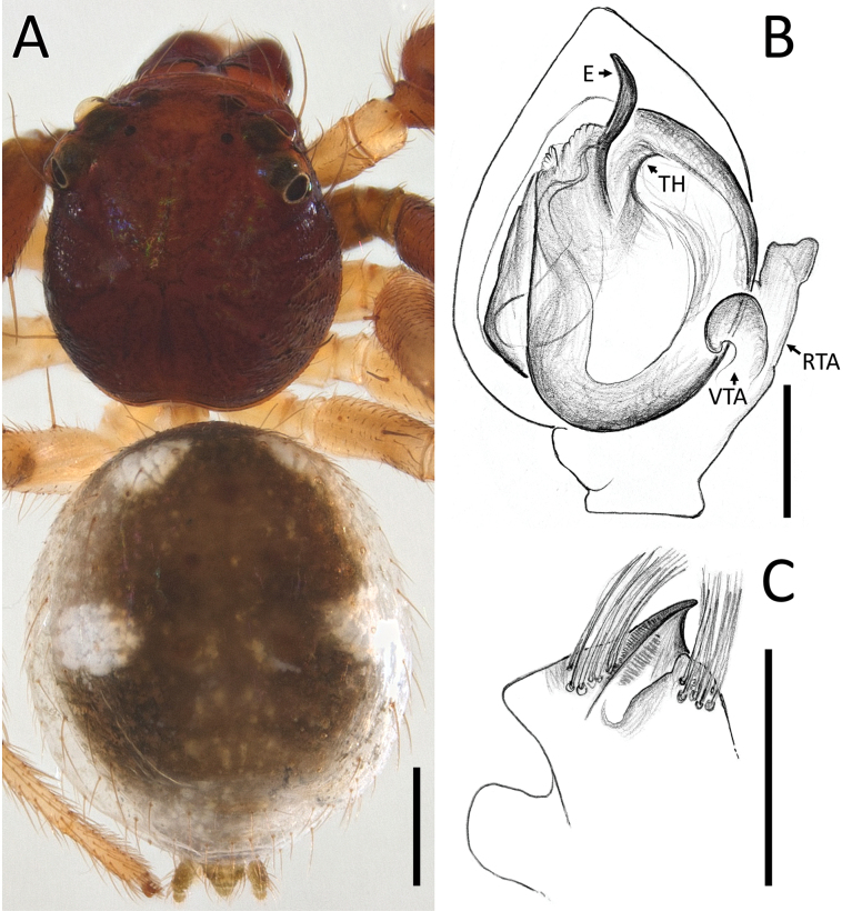 Figure 12