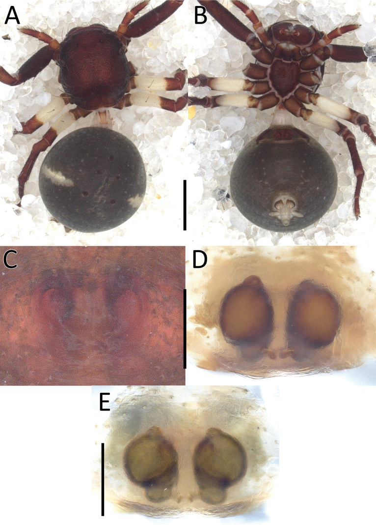 Figure 14