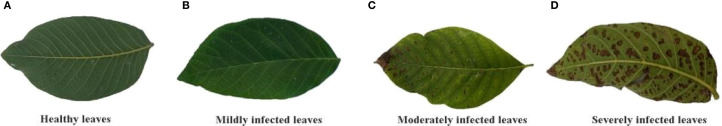 Figure 1