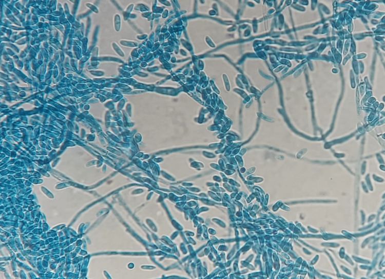 Figure 5