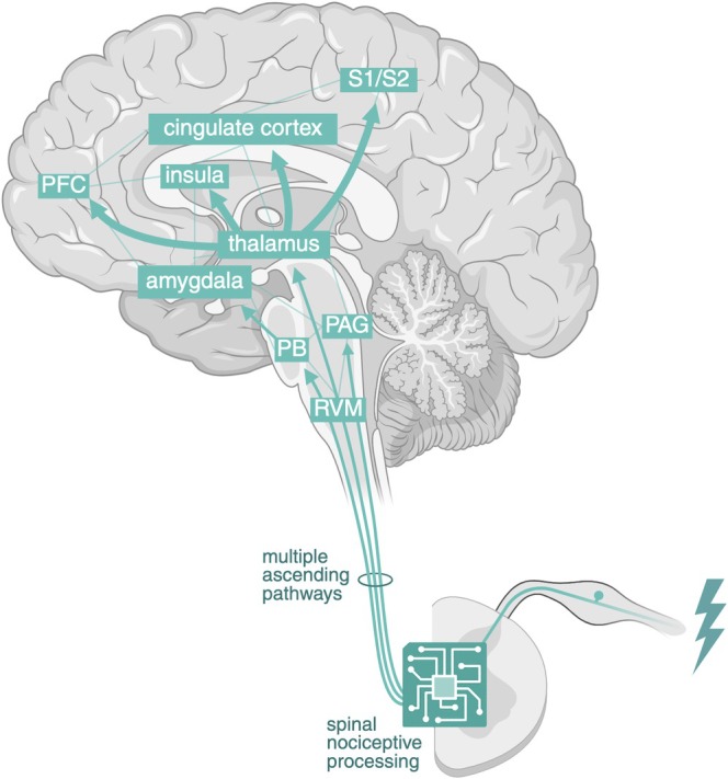 FIGURE 1