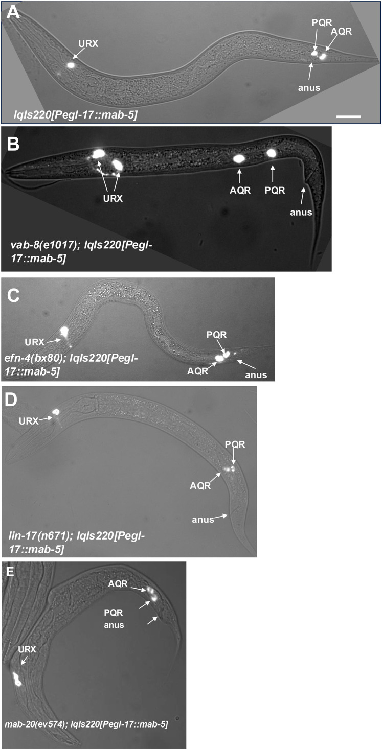 Fig 2