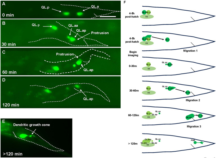 Fig 3
