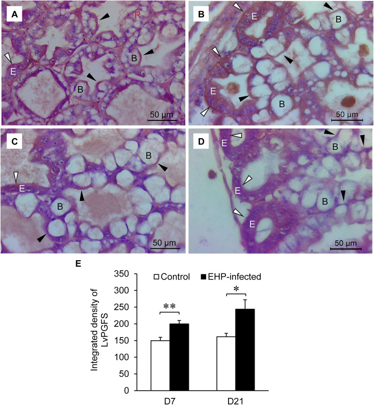 Fig 7