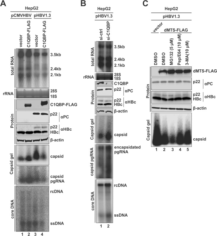 Fig 5