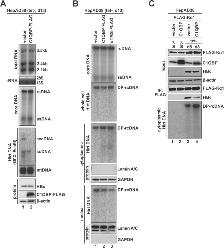 Fig 8