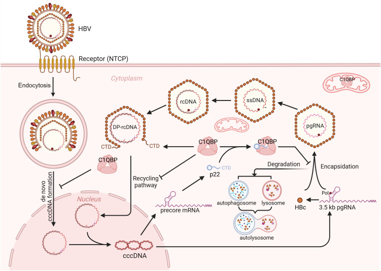 Fig 10