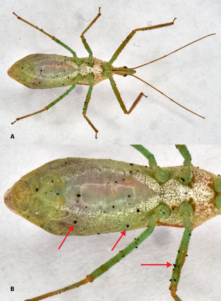 Fig 2