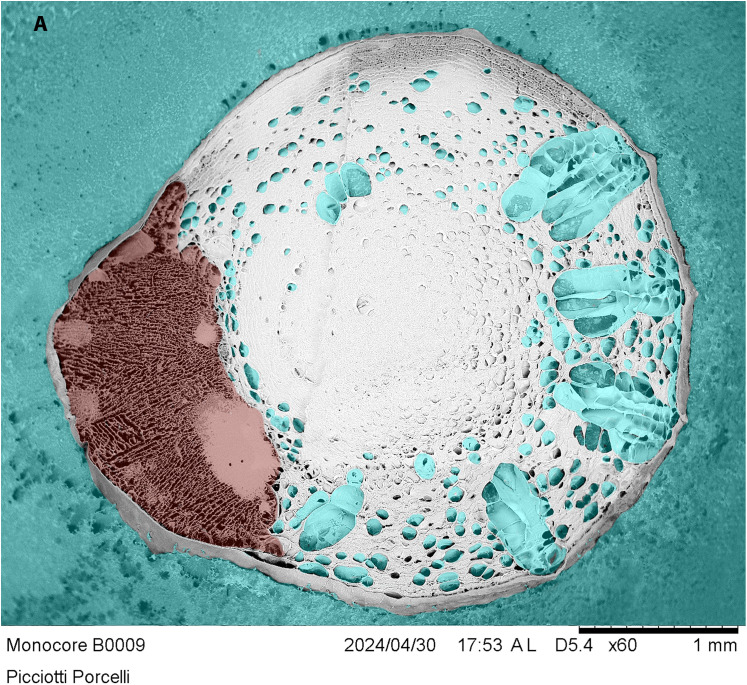 Fig 7