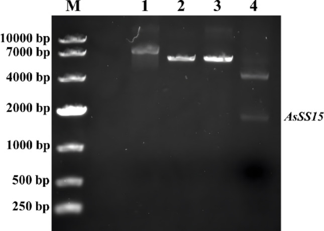 Figure 5