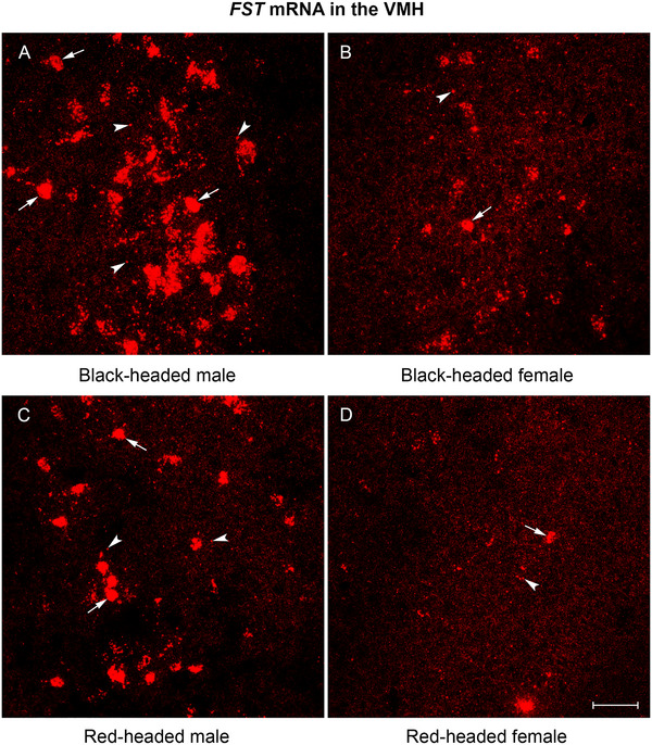 FIGURE 3