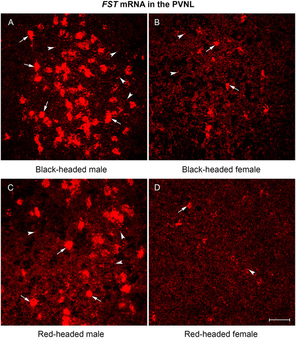 FIGURE 2