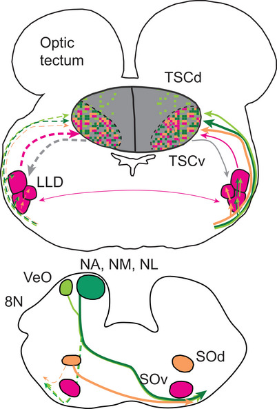 FIGURE 13