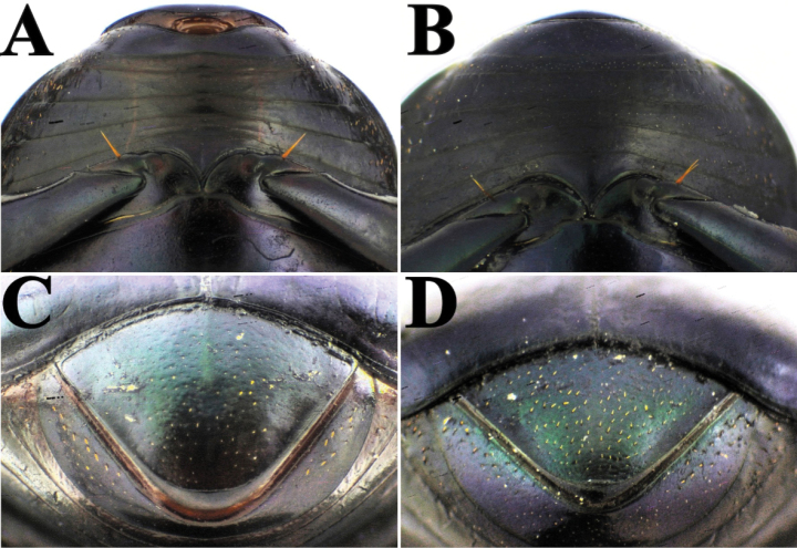 Figure 11