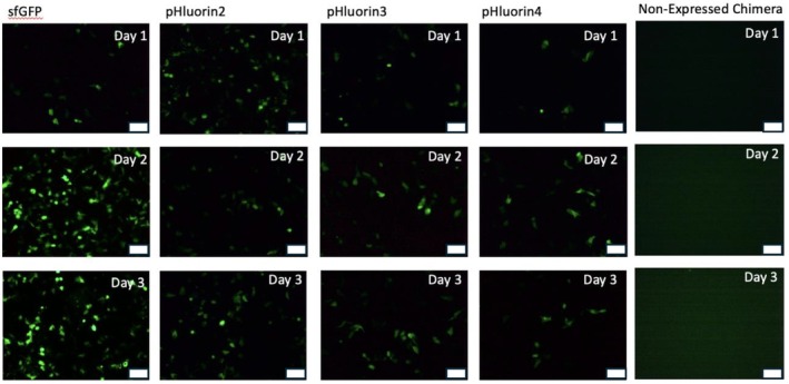 FIGURE 2