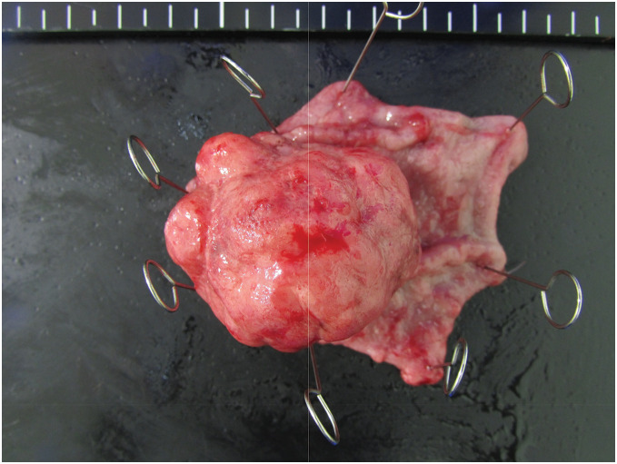 Fig. 3