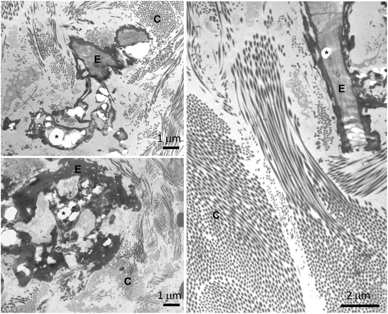 Figure 3