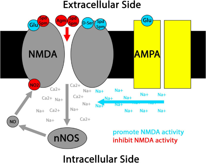 FIGURE 2