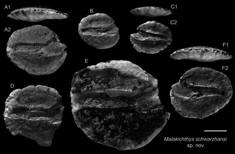 Figure 12