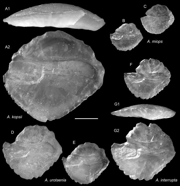 Figure 14