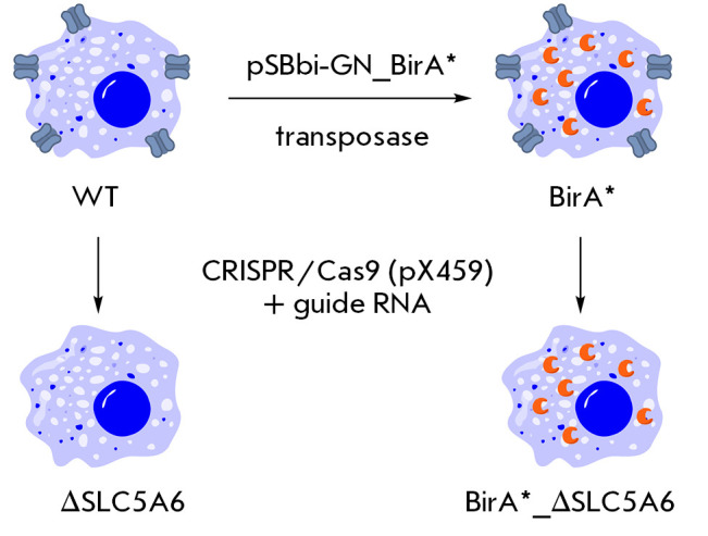 Fig. 3