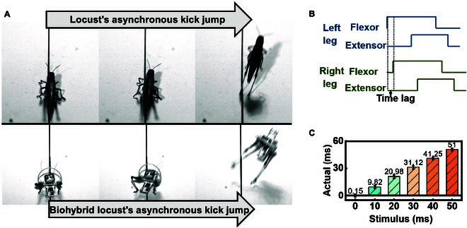 Fig. 4