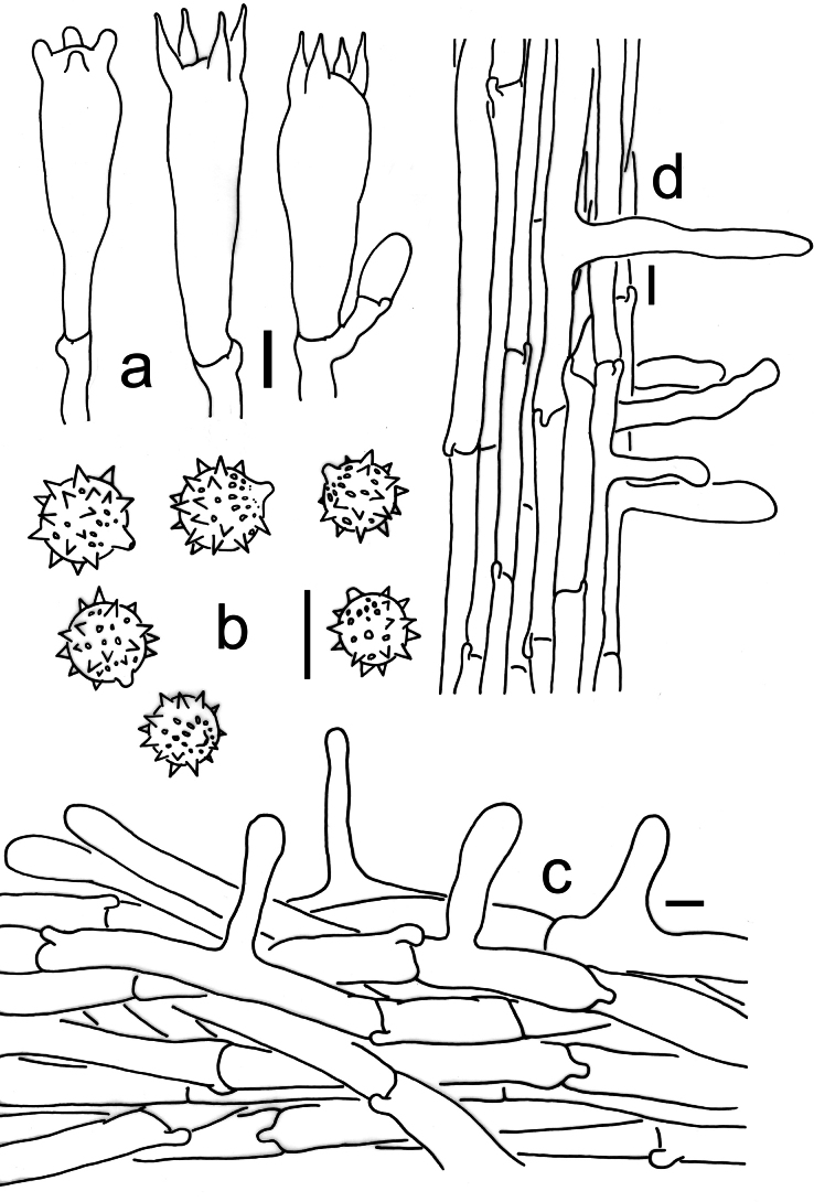 Figure 5