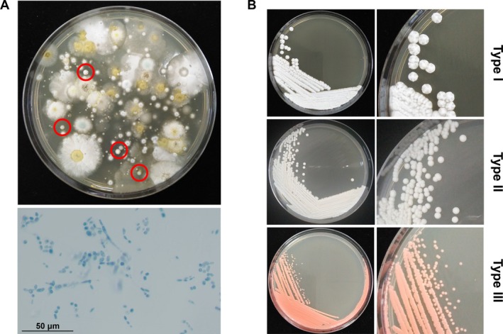 FIGURE 3