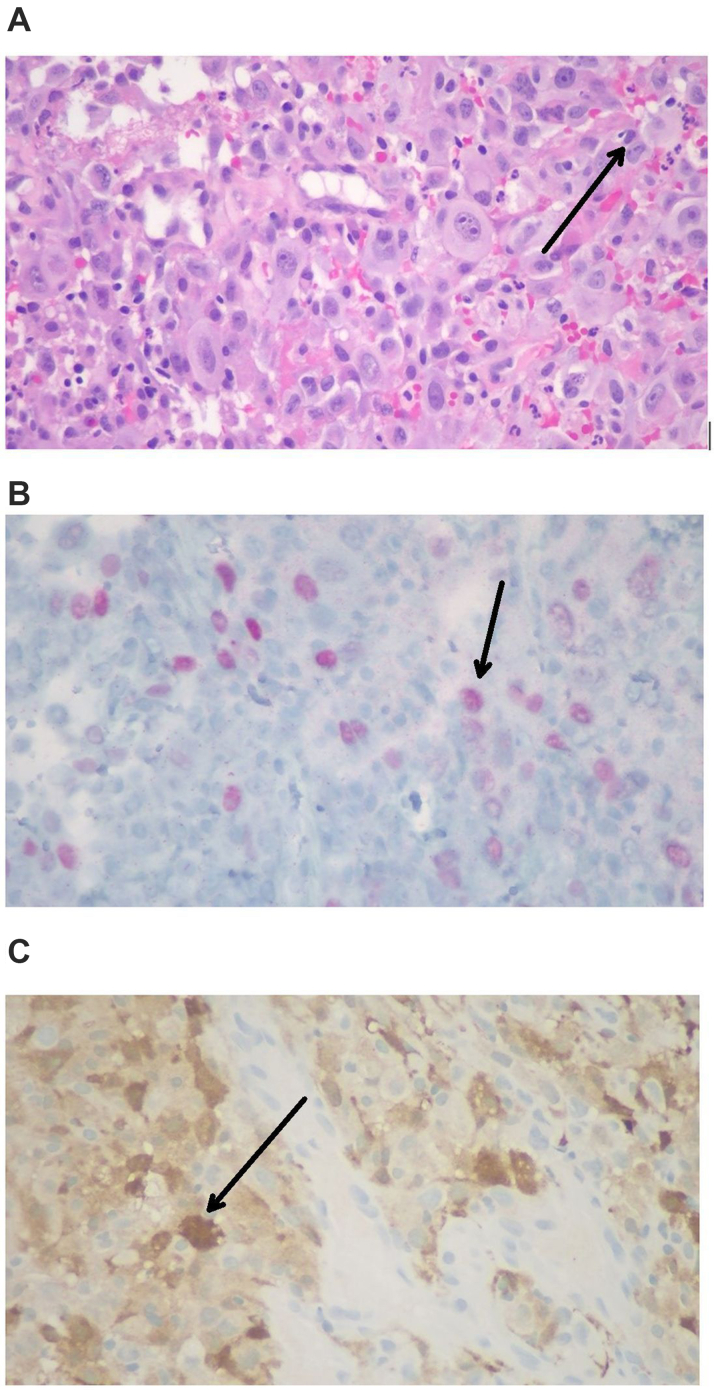 Figure 7