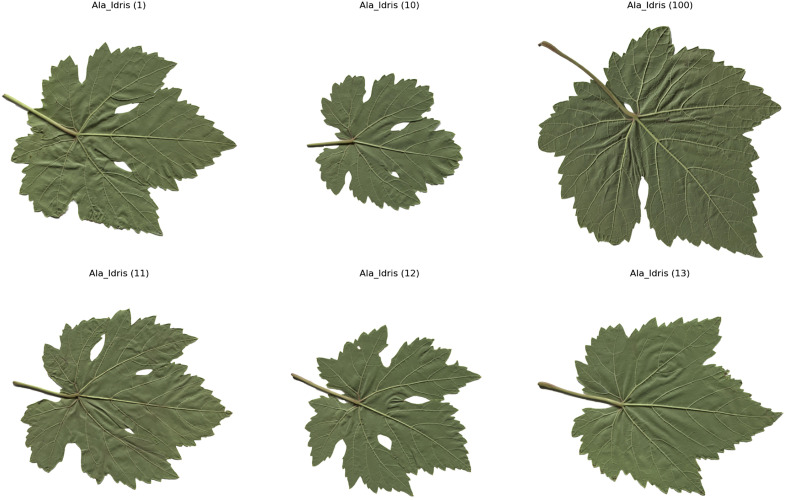 Fig 2