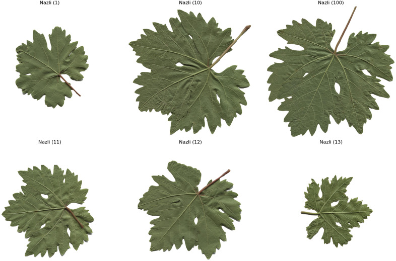 Fig 5