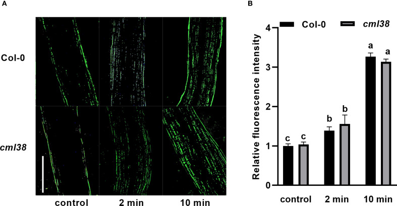 Figure 3