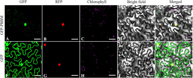 Figure 11