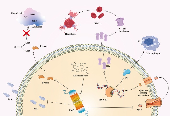 FIGURE 6