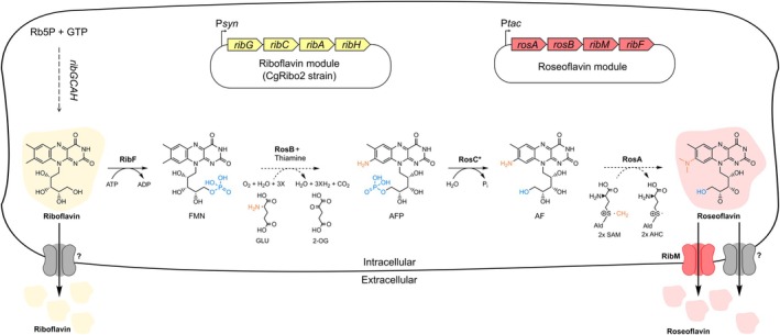 FIGURE 1