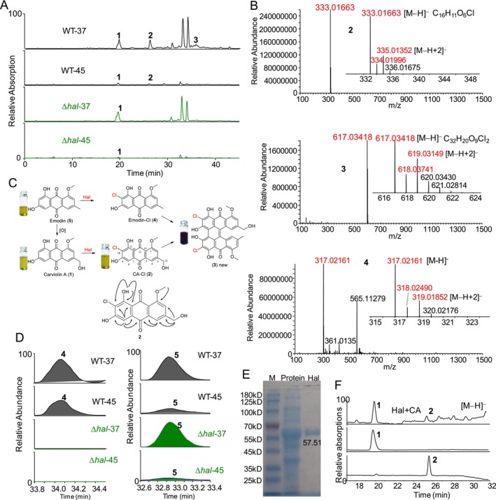 FIGURE 2