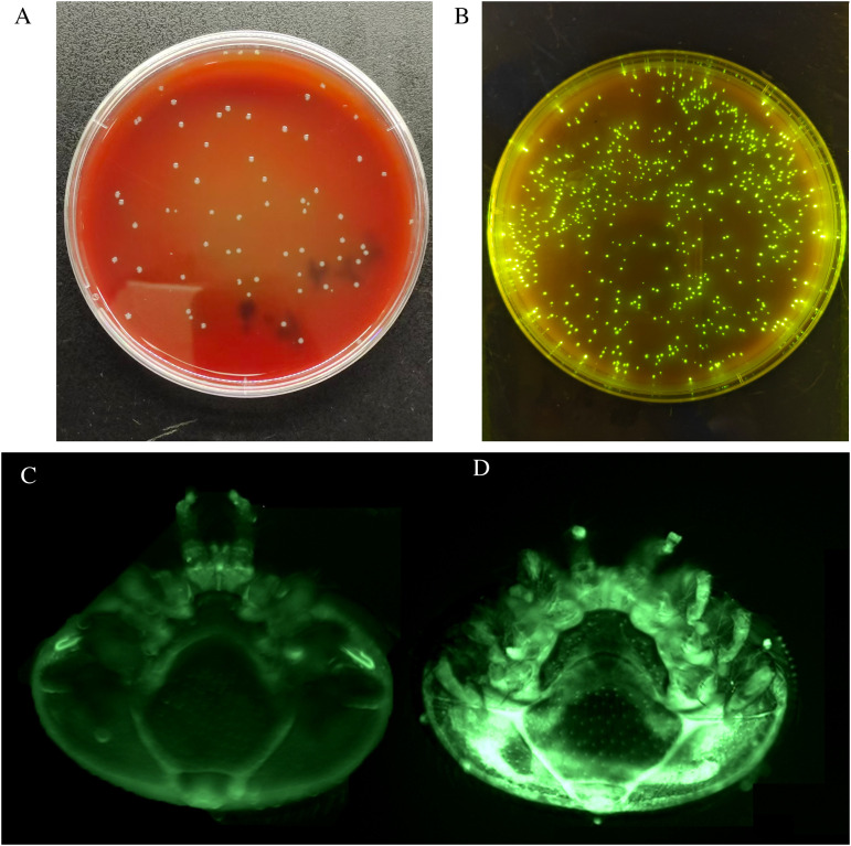 Fig 2