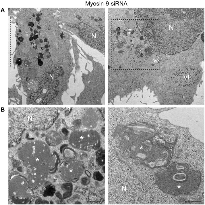 Fig 9