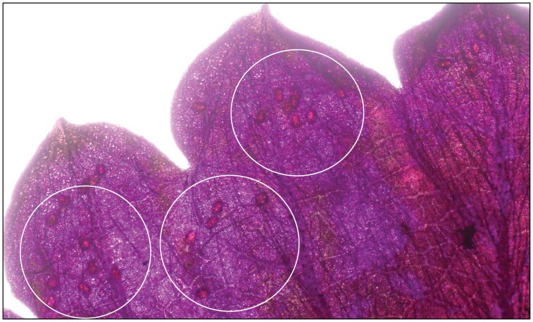 Fig. 6
