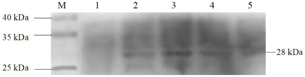 Figure 5