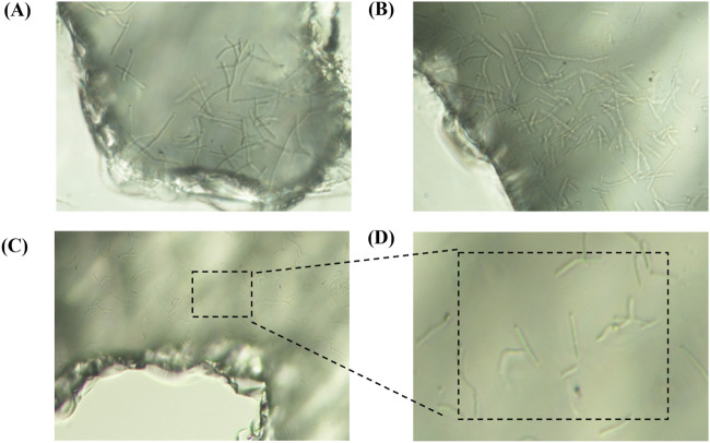 Figure 10