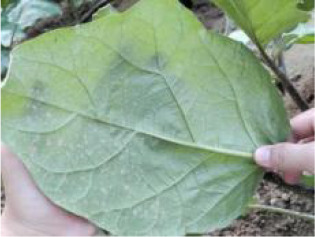Figure 14