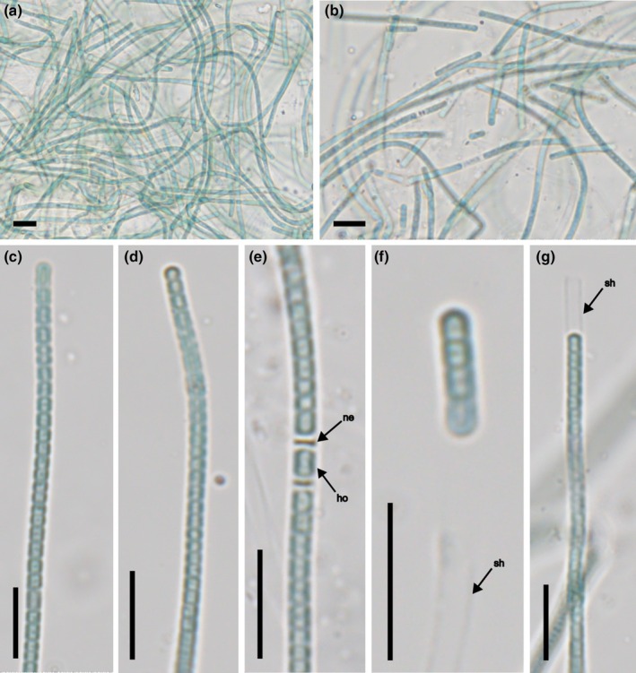 Figure 15