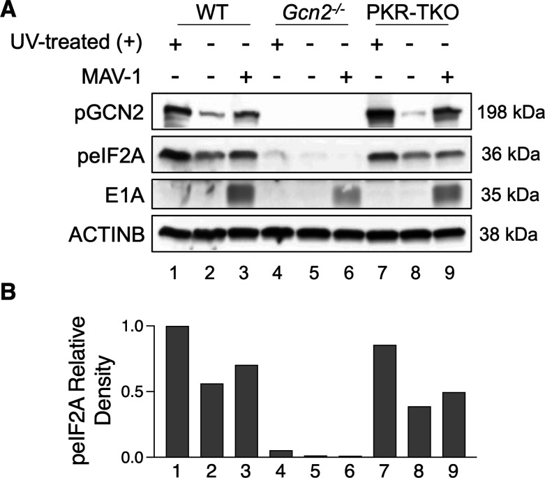 Fig 6